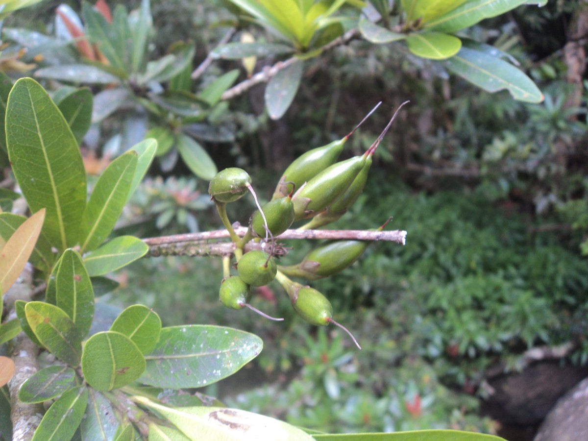 Madhuca neriifolia (Moon) H.J.Lam